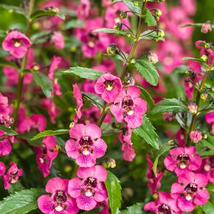 Angelonia angustifolia-hybrid 'Angelface Perfectly Pink' Angelonia from Moose Crossing Garden Center