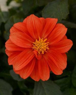 Dahlia hybrid 'Terry' Dahlia from Moose Crossing Garden Center