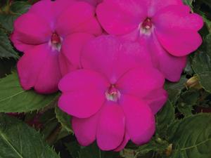 Impatiens hybrid 'Compact Neon Pink' Sunpatiens from Moose Crossing Garden Center
