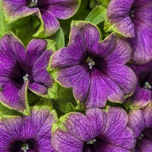 Petunia hybrid 'Supertunia Picasso in Blue' Petunia from Moose Crossing Garden Center