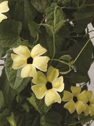 Thunbergia alata 'Sunny Susy Lemon Sunrise' Black-eyed Susan Vine from Moose Crossing Garden Center