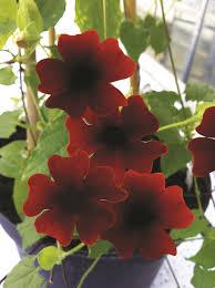 Thunbergia alata 'Sunny Susy Brownie' Black-eyed Susan Vine from Moose Crossing Garden Center