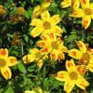 Bidens ferulifolia 'Beedance Red Stripe' Bidens from Moose Crossing Garden Center