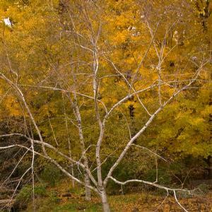Betula papyrifera Paper Birch from Moose Crossing Garden Center
