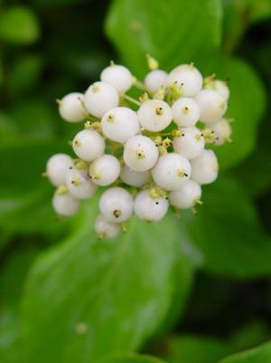 Cornus serv 'Flaviramea' Yellow twig dogwood from Moose Crossing Garden Center