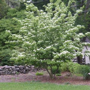 Cornus Kousa Dogwood from Moose Crossing Garden Center
