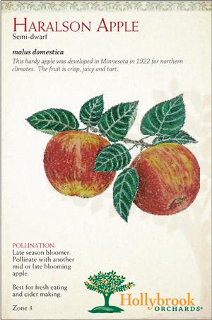 Malus domestica 'Haralson' Semi-Dwarf Apple from Moose Crossing Garden Center