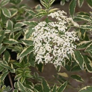 Sambucus nigra 'Instant Karma' Varigated elderberry from Moose Crossing Garden Center