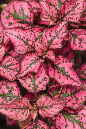 Hypoestes phyllostachya 'Hippo Rose' Polka Dot Plant from Moose Crossing Garden Center
