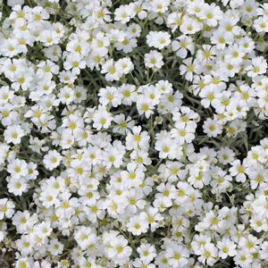 Cerastium tomentosum 'Yo Yo' Snow in Summer from Moose Crossing Garden Center