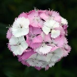 Dianthus barbatus 'Sweet Pink Magic' Pinks from Moose Crossing Garden Center