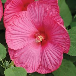 Hibiscus mosheutos 'Luna Rose' Rose Mallow from Moose Crossing Garden Center