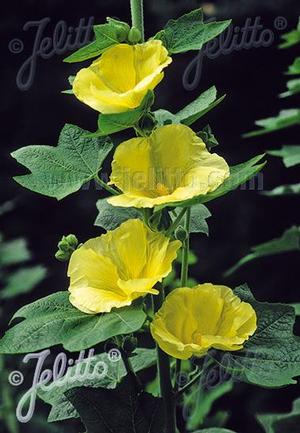 Alcea rosea 'Spotlight Sunshine' Hollyhock from Moose Crossing Garden Center