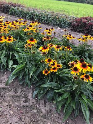 Echinacea purpurea 'Bird Parrot' Coneflower from Moose Crossing Garden Center