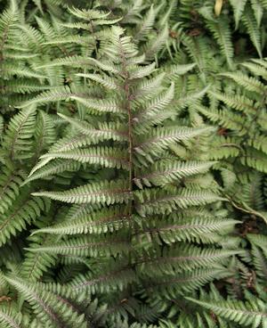 Athyrium nipponicum 'Red Beauty' Fern-Japanese Painted from Moose Crossing Garden Center