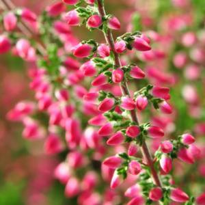 Calluna vulgaris 'Beauty Ladies Selly' Heather from Moose Crossing Garden Center