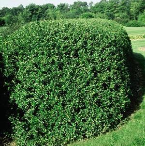 Ligustrum vulgare 'Cheyenne' Common Privet from Moose Crossing Garden Center