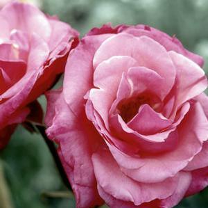 Rosa 'Grandma's Blessing' Easy Elegance Shrub Rose from Moose Crossing Garden Center