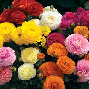 Ranunculus 'Mache Mix' from Moose Crossing Garden Center