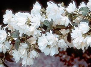 Philadelphus hybrid 'Snowbelle' Mockorange from Moose Crossing Garden Center
