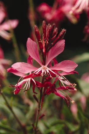 Gaura lindheimeri 'Ballerina Rose' Wand flower from Moose Crossing Garden Center