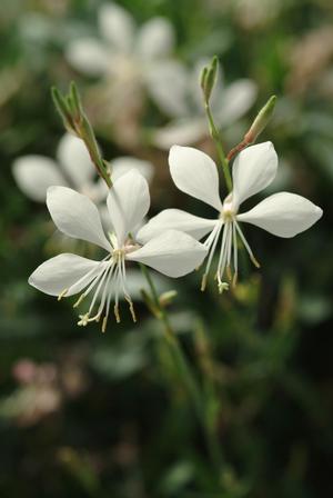 Gaura lindheimeri 'Ballerina White' Wand flower from Moose Crossing Garden Center