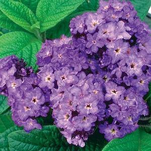 Heliotropium arborescens 'Fragrant Delight' Heliotrope from Moose Crossing Garden Center