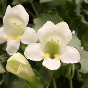 Lophospermum 'Great Cascade-White' Lophospermum from Moose Crossing Garden Center