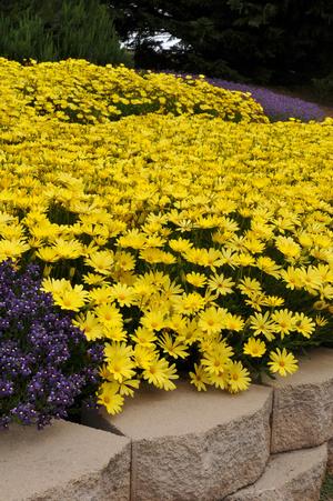 Osteospermum hybrid 'Voltage Yellow' African Daisy from Moose Crossing Garden Center