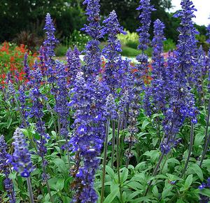 Salvia farinacea 'Sally Fun Blue Emotion' Salvia from Moose Crossing Garden Center