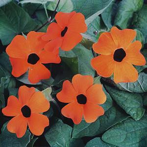 Thunbergia alata 'Sunny Orange Wonder' Black-eyed Susan Vine from Moose Crossing Garden Center