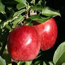 Malus domestica 'Fuji' Semi-Dwarf Apple from Moose Crossing Garden Center