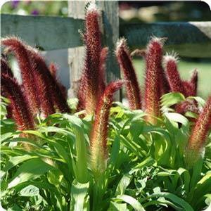 Pennisetum glaucum 'Jade Princess' Ornamental Millet from Moose Crossing Garden Center