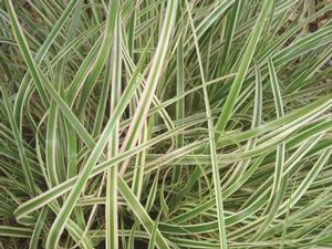 Phalaris arundinacea 'Feesey' Strawberries and Cream Ribbon Grass from Moose Crossing Garden Center