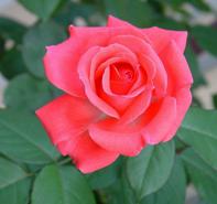Rosa 'America' Climbing Rose from Moose Crossing Garden Center