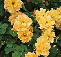 Rosa 'Autumn Sunset' Climbing Rose from Moose Crossing Garden Center