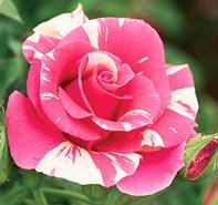 Rosa 'Candyland' Climbing Rose from Moose Crossing Garden Center