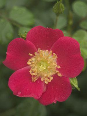 Rosa 'Oso Easy Cherry Pie' Landscape Rose from Moose Crossing Garden Center