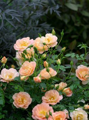 Rosa 'Oso Easy Peachy Cream' Landscape Rose from Moose Crossing Garden Center
