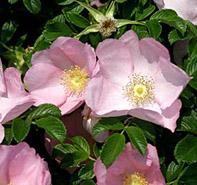 Rosa 'Frau Dagmar Hartopp' Rosa Rugosa Hybrid from Moose Crossing Garden Center
