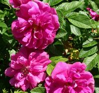 Rosa 'Moje Hammarberg' Rosa rugosa hybrid from Moose Crossing Garden Center