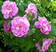 Rosa 'Therese Bugnet' Rosa rugosa hybrid from Moose Crossing Garden Center