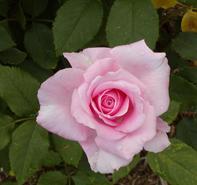Rosa 'Sweet Surrender' Hybrid Tea rose from Moose Crossing Garden Center