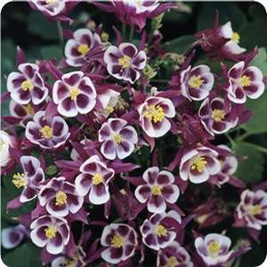 Aquilegia vulgaris 'Winky Double Red and White' Columbine from Moose Crossing Garden Center