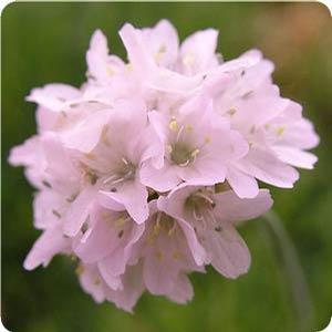 Armeria maritima 'Alba' Sea Pink from Moose Crossing Garden Center