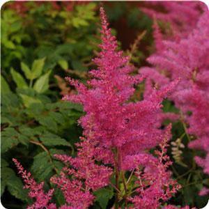 Astilbe hybrid 'Younique Lilac' Astilbe from Moose Crossing Garden Center