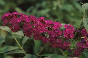 Buddleia davidii 'Royal Red' Butterfly Bush from Moose Crossing Garden Center