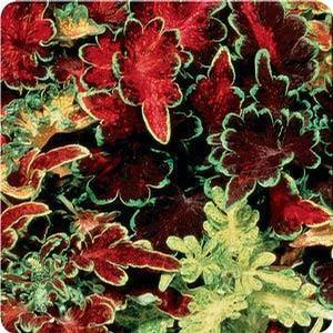 Solenostemen Coleus from Moose Crossing Garden Center