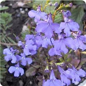 Lobelia Lobelia from Moose Crossing Garden Center