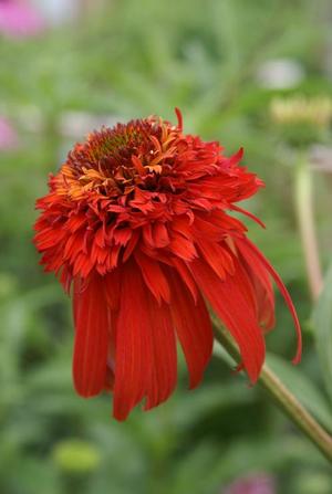 Echinacea purpurea 'Cone-Fections Hot Papaya' Coneflower from Moose Crossing Garden Center